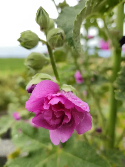 Bredene (Belgium)